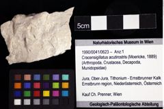 Foto (Objket + Etiketten) von Cracensigillatus acutirostris (Moericke, 1889) 